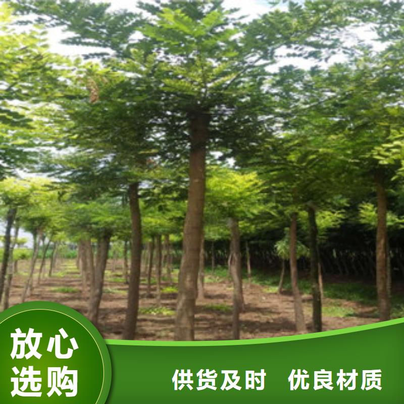 槐树高端定制