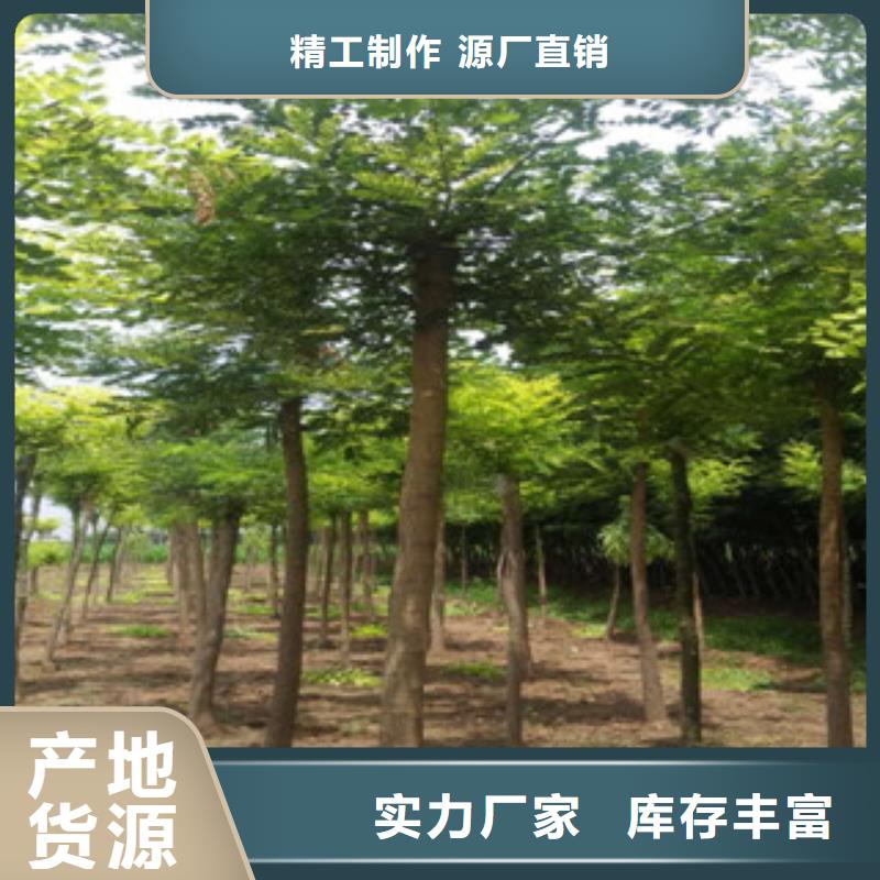 专业生产制造槐树的厂家本地生产厂家