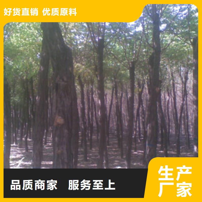 优惠的槐树生产厂家