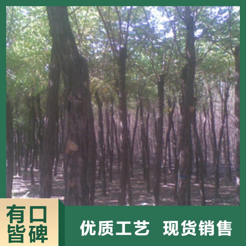 槐树-回购率高本地经销商