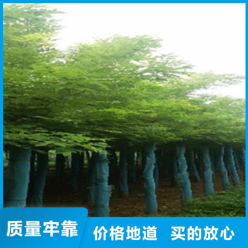 槐树用户喜爱厂家实体厂家大量现货