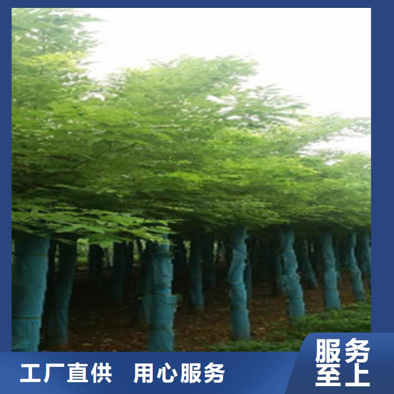 槐树销售厂家