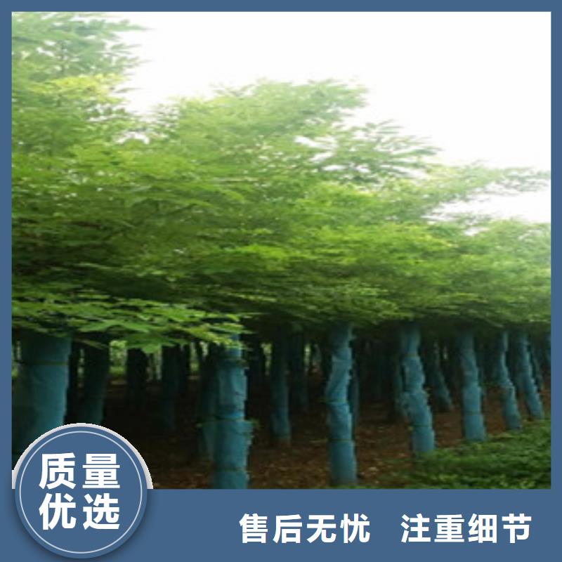 槐树质量认证