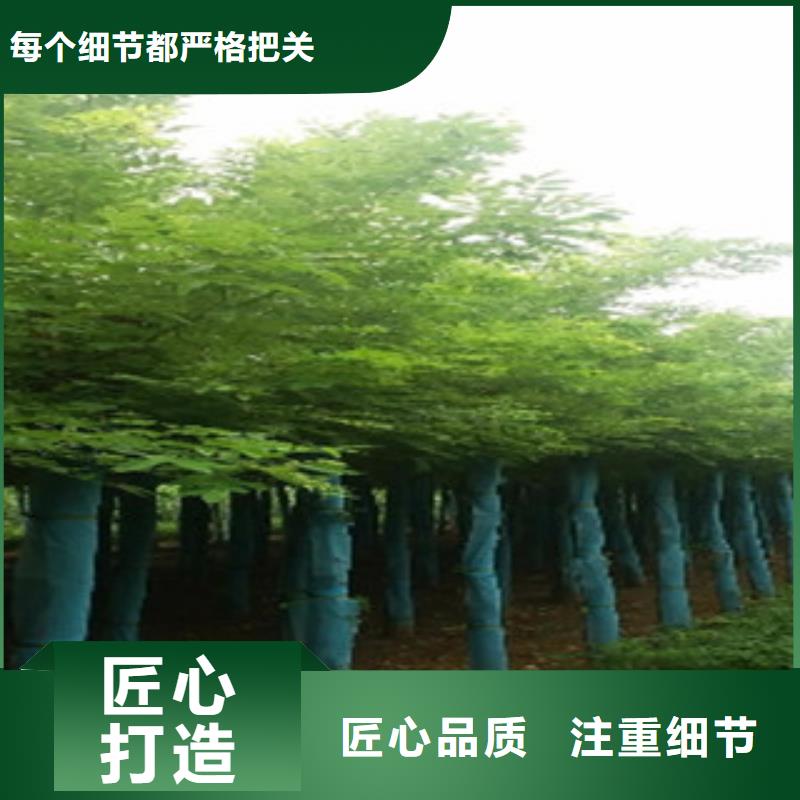 【图】槐树厂家批发