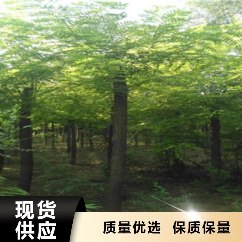 槐树销售厂家