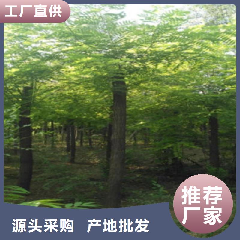 槐树-大量现货