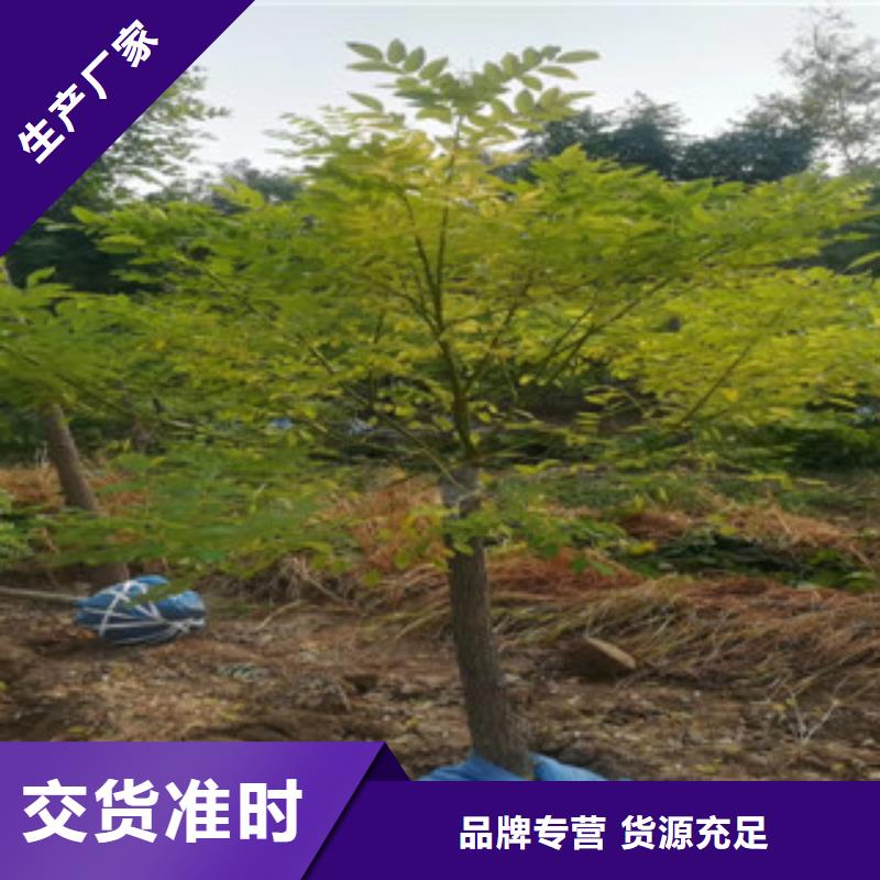 槐树现货供应-可定制