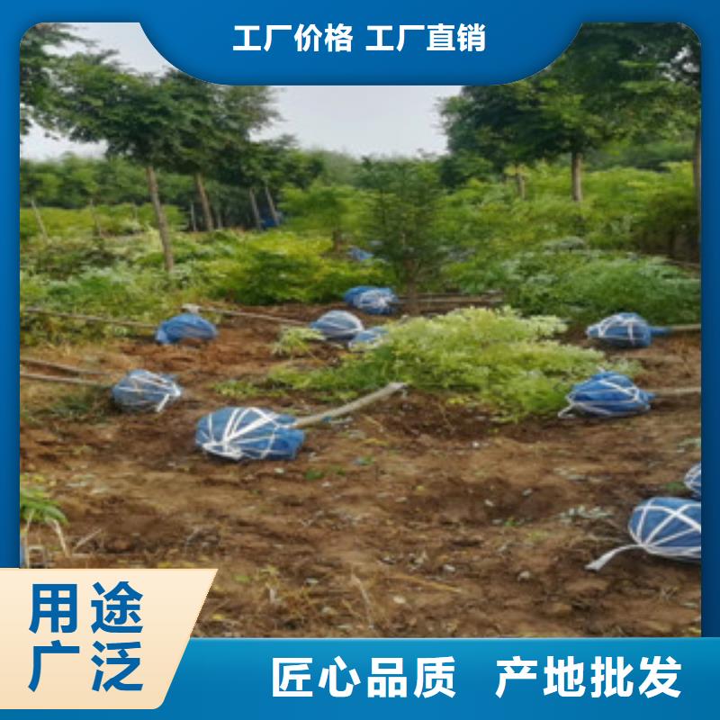 库存充足的槐树基地