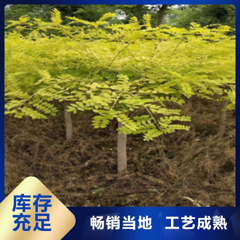 槐树老牌厂家