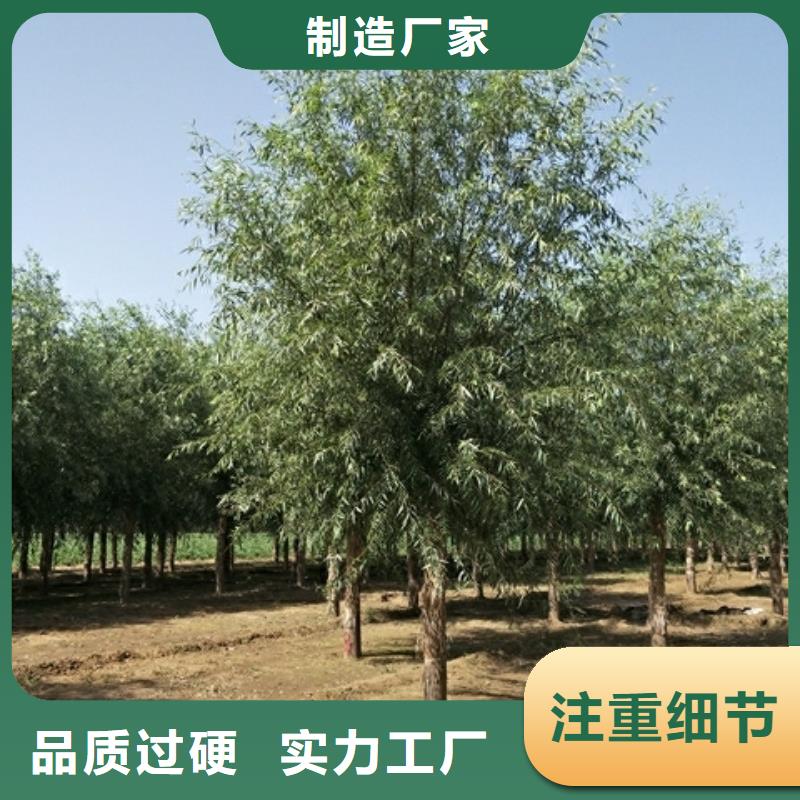 柳树排行的简单介绍