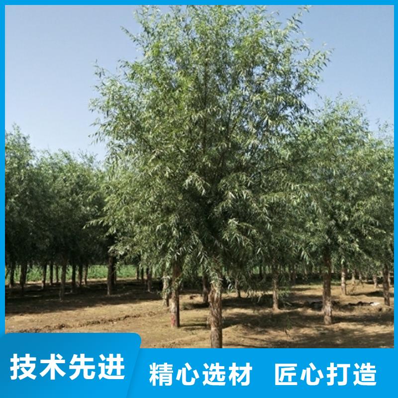 柳树品牌厂家-买着放心