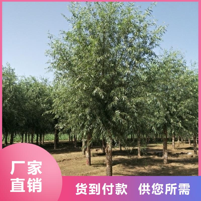 批发柳树_精选厂家好产品有口碑