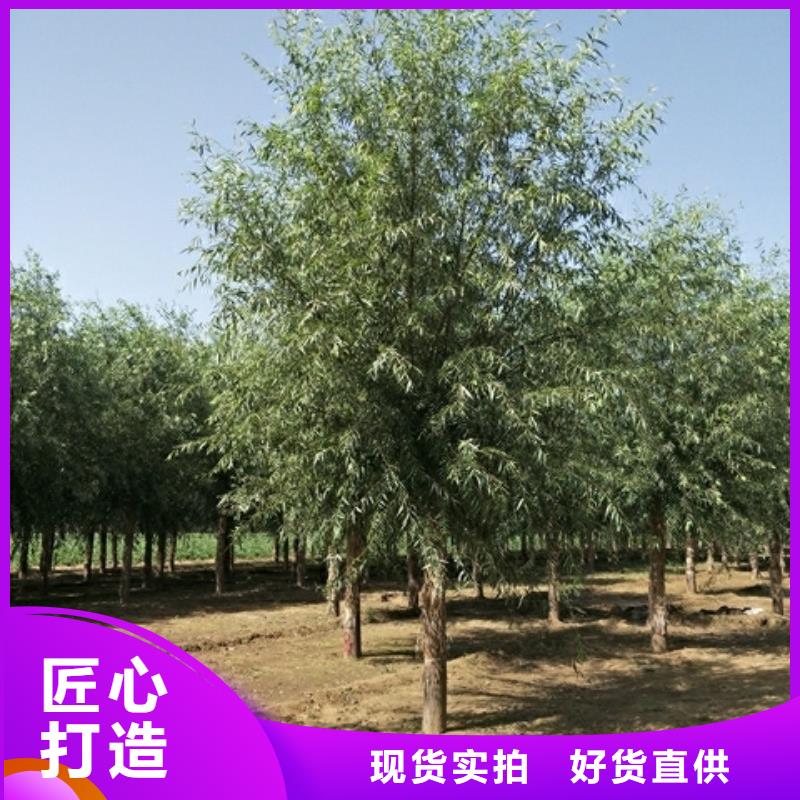 好消息：柳树厂家优惠直销本地经销商