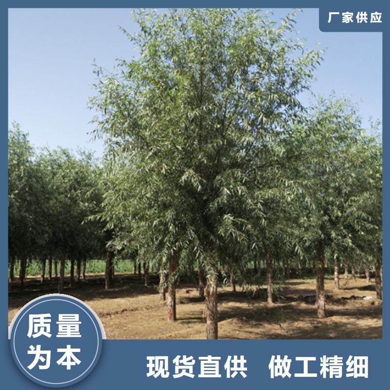 柳树-柳树价格实惠
