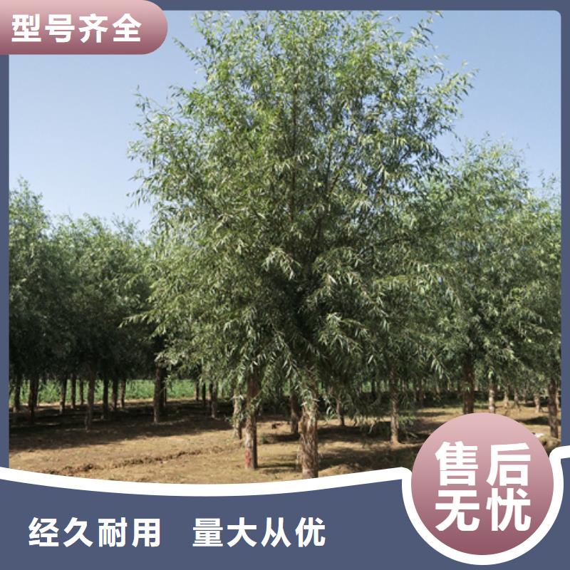 规格齐全的柳树厂家