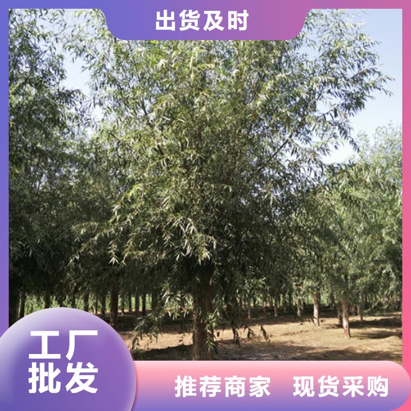 新闻：柳树生产厂家支持定制