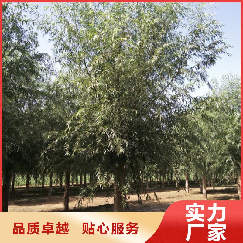 柳树-柳树价格实惠