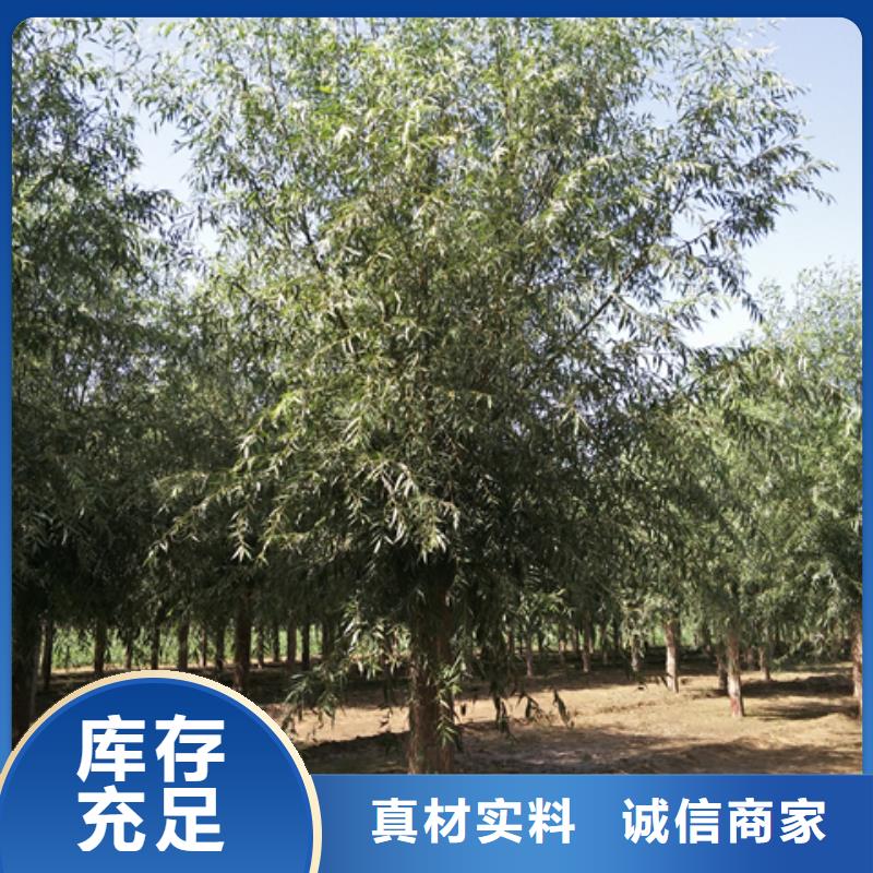 柳树交货及时
