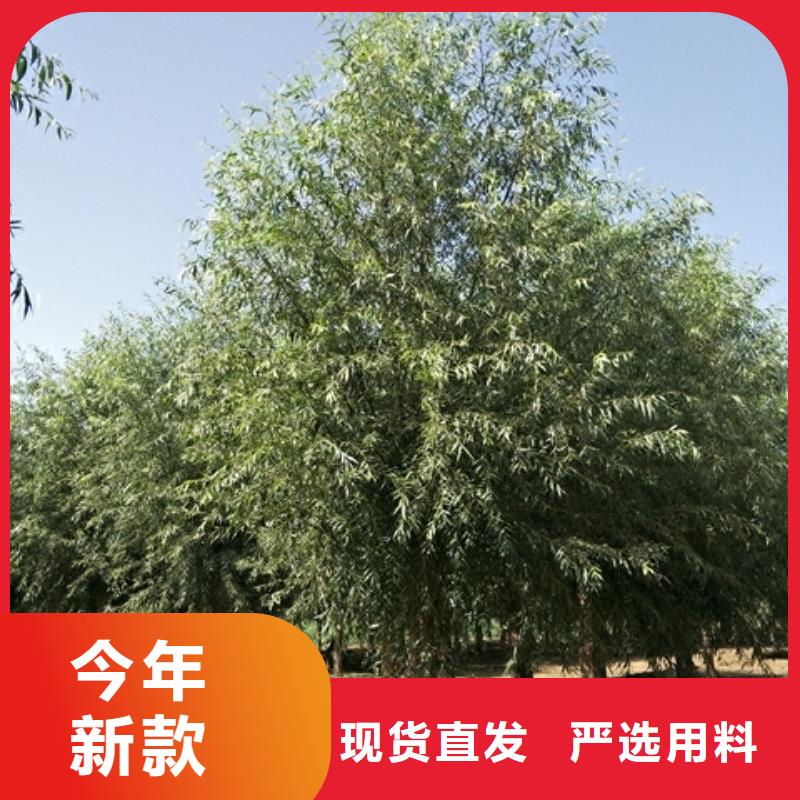 柳树_柳树现货直发本地经销商