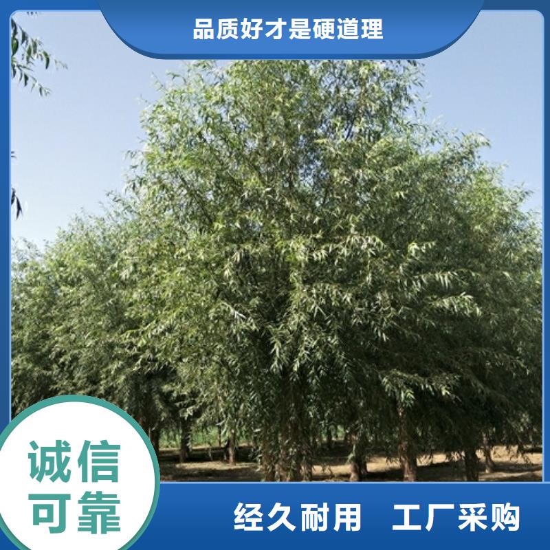 规格齐全的柳树厂家