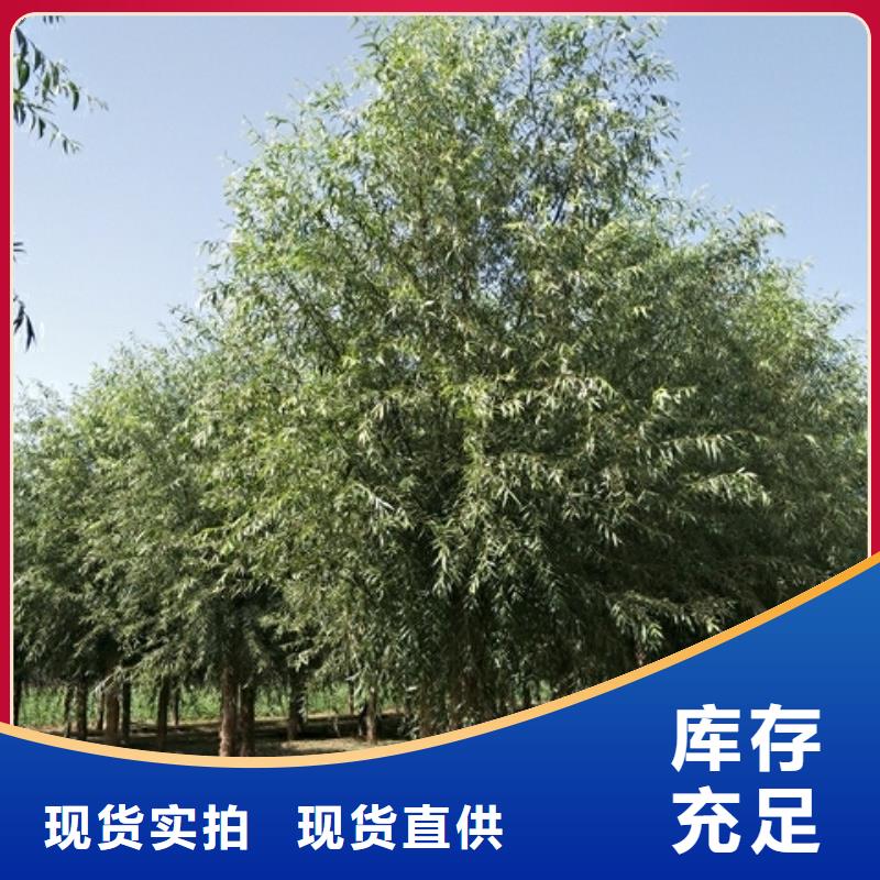 柳树多种规格供您选择当地生产商