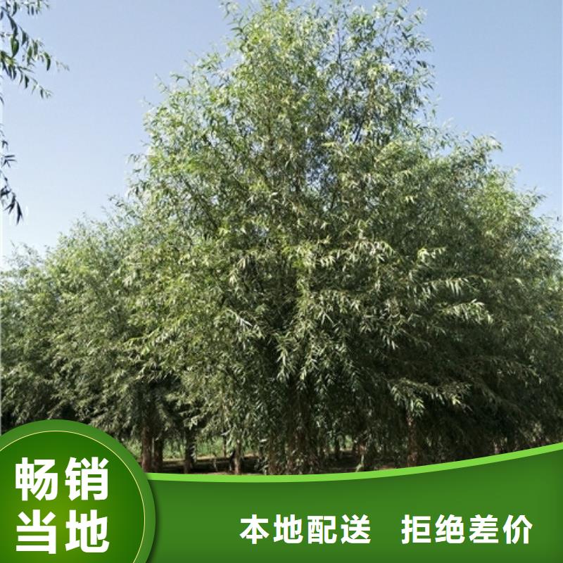 柳树、柳树生产厂家-质量保证大厂生产品质