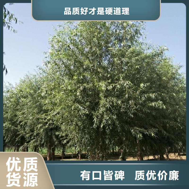 柳树型号齐全现货满足大量采购