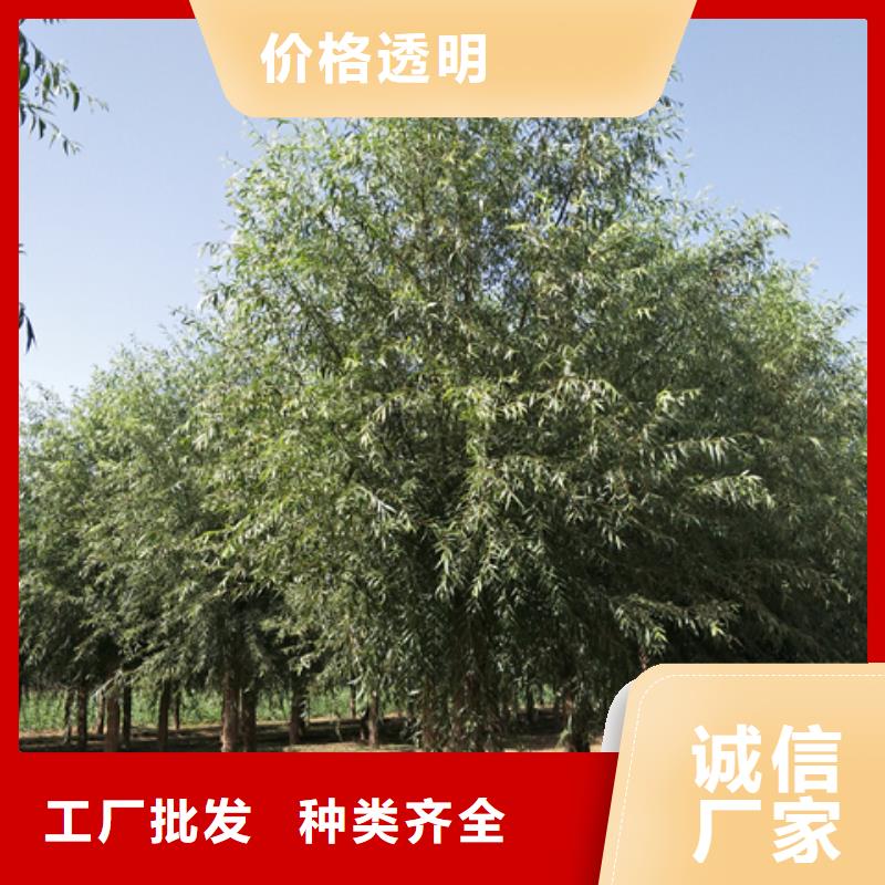 柳树厂家，基地工厂价格