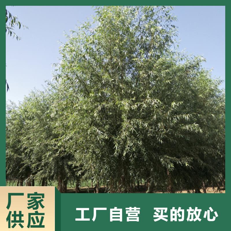柳树正规厂家本地制造商