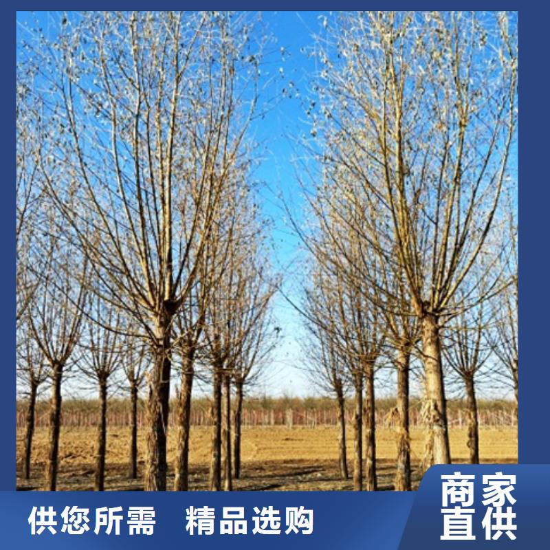 柳树参数图片厂家