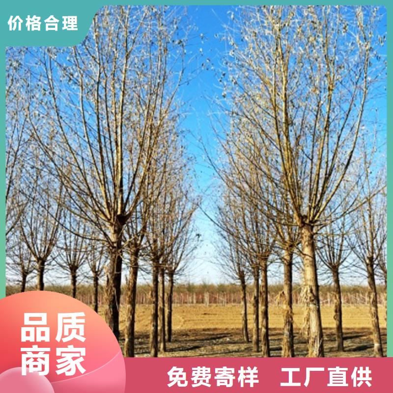 好消息：柳树厂家优惠促销同城公司