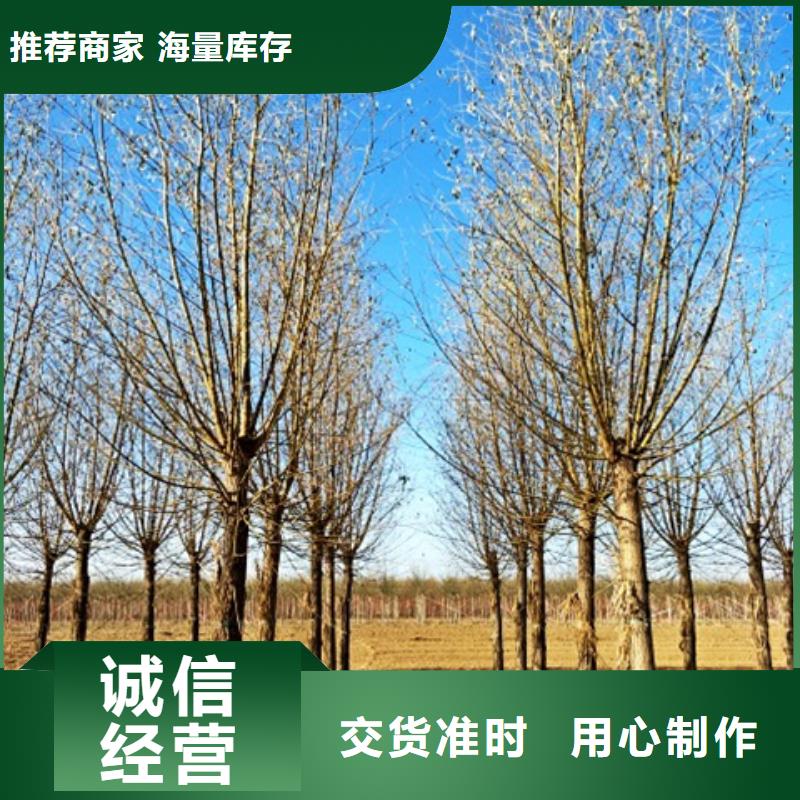 在销售柳树的厂家地址同城厂家
