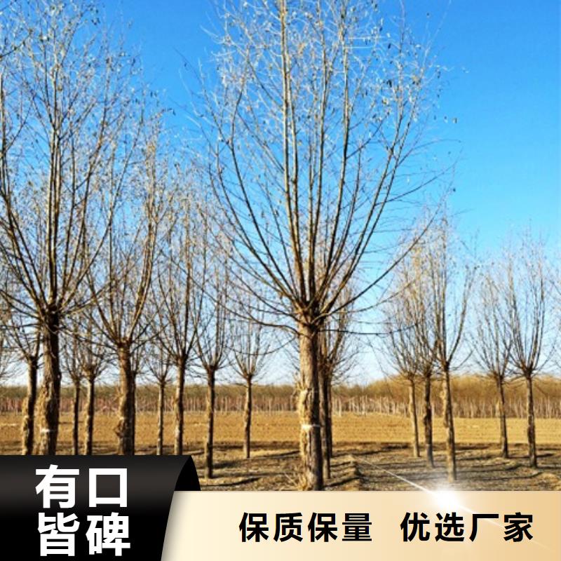 定制柳树_优质厂家同城生产厂家