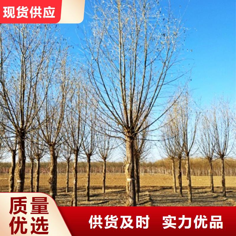 柳树-高质量柳树