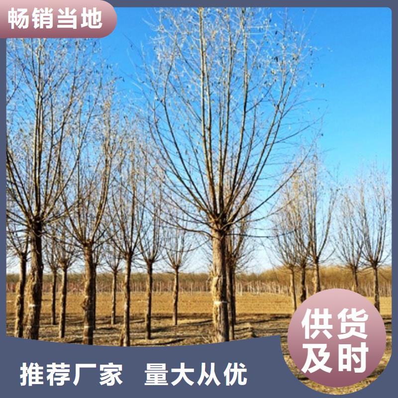 #柳树#厂家同城货源