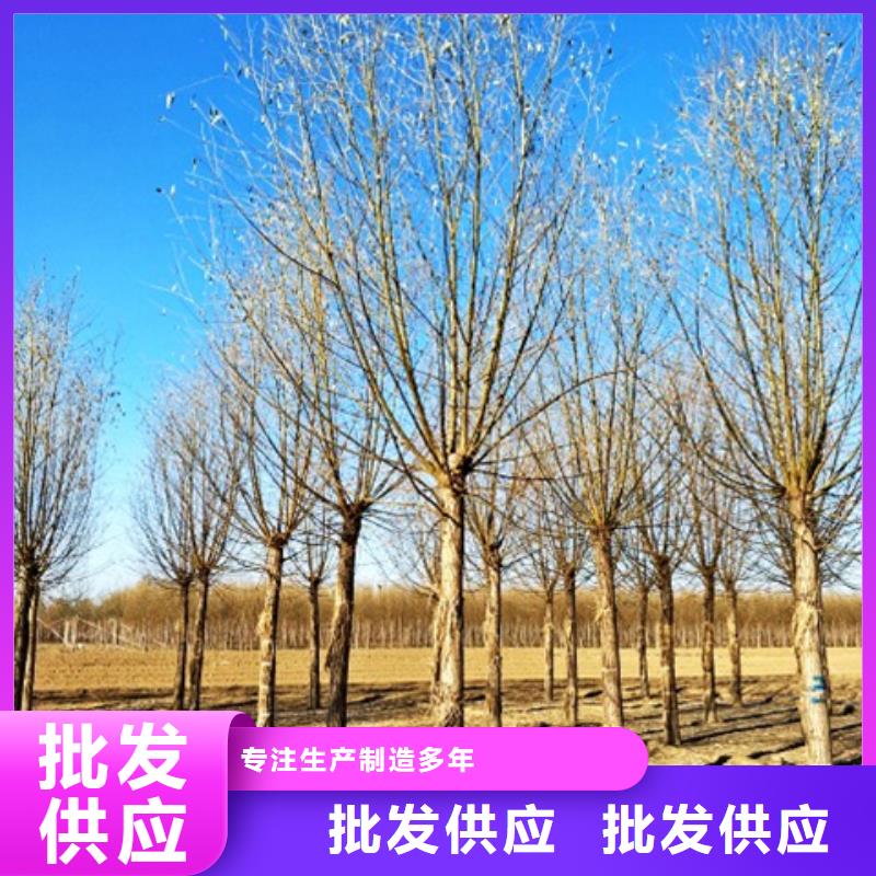新闻：柳树厂家同城服务商