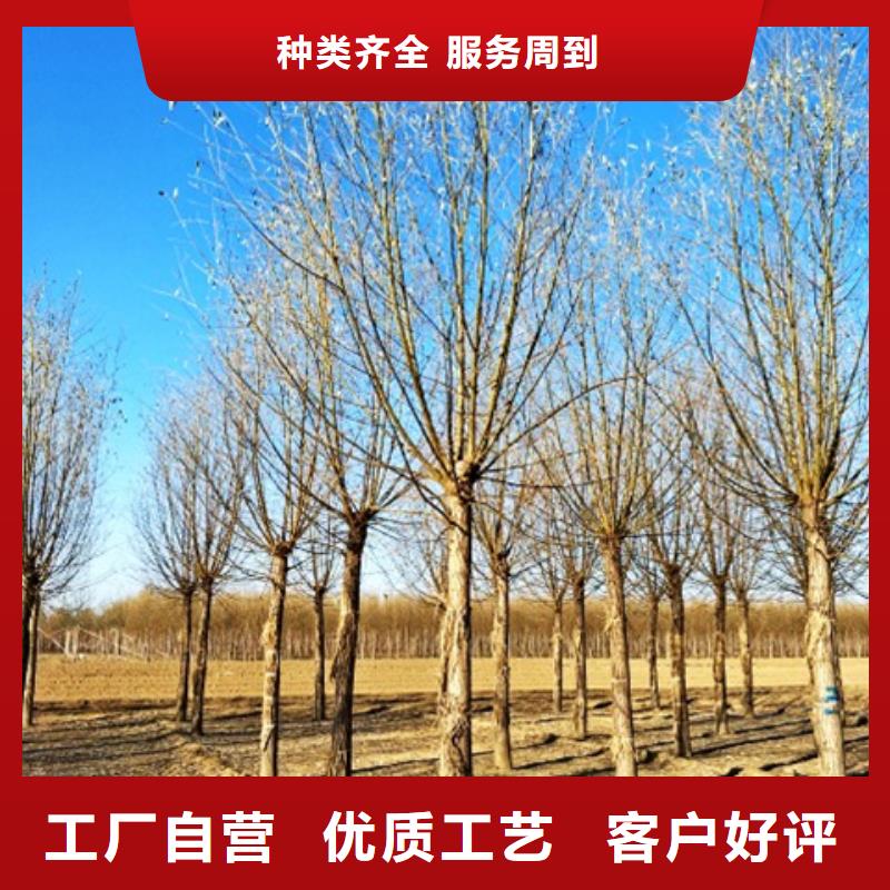 柳树源头厂商