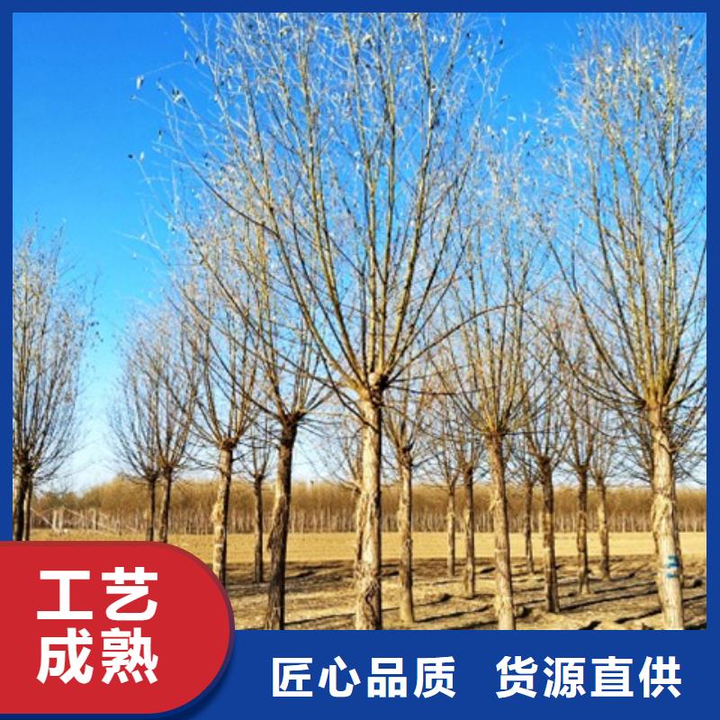 柳树咨询享优惠
