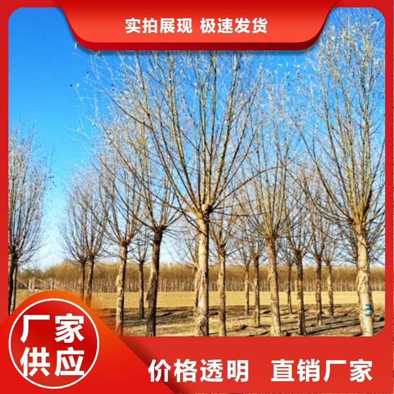 柳树参数图文介绍应用领域