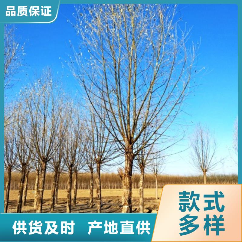 质量优的柳树本地厂家实体厂家支持定制