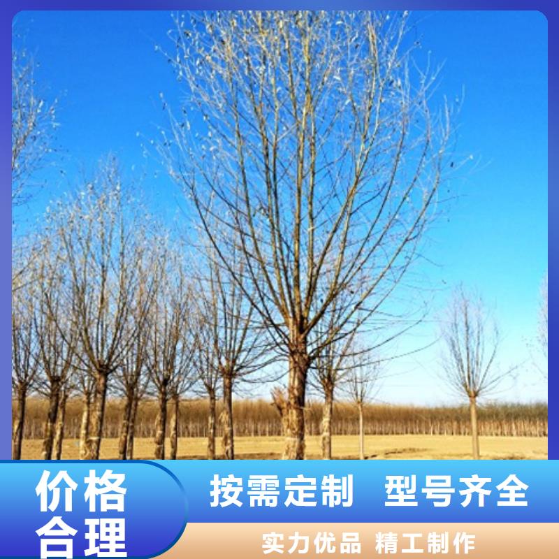柳树生产设备先进专业品质