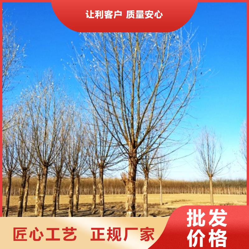 柳树批发零售均可