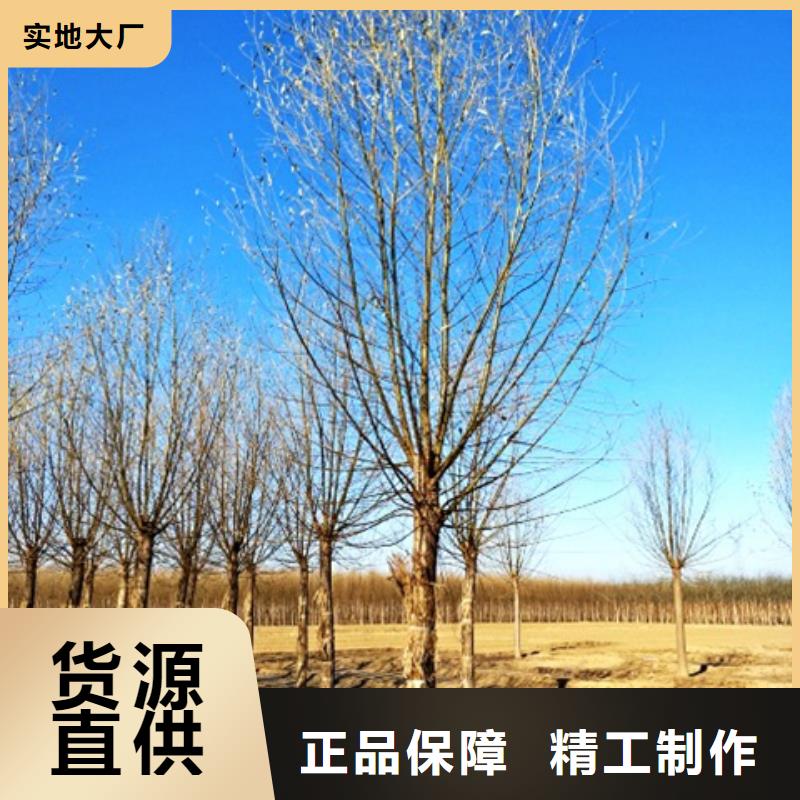 柳树、柳树现货直销同城生产厂家