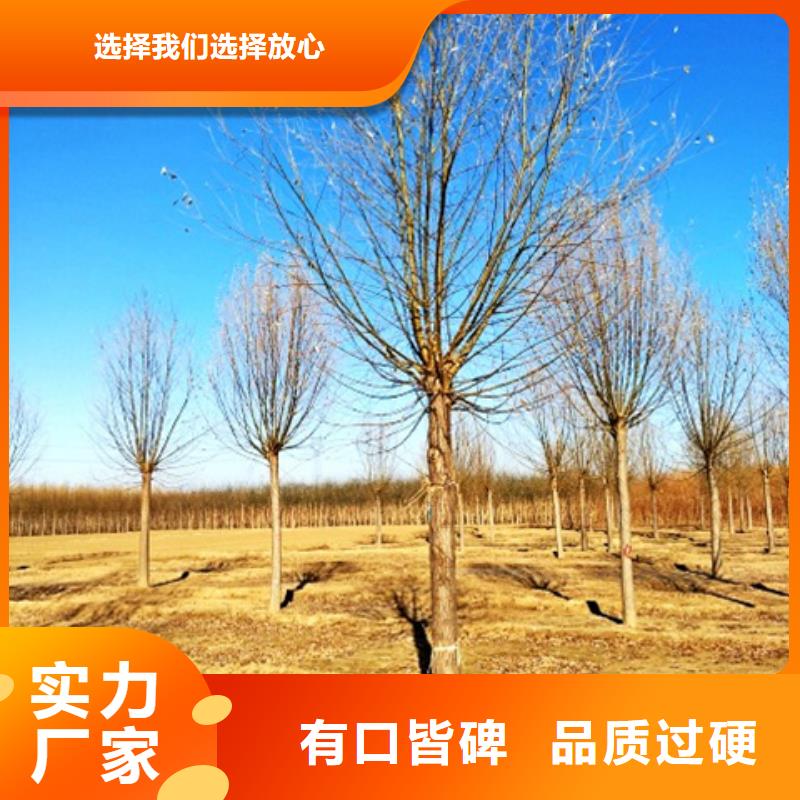 柳树品牌厂家-买着放心