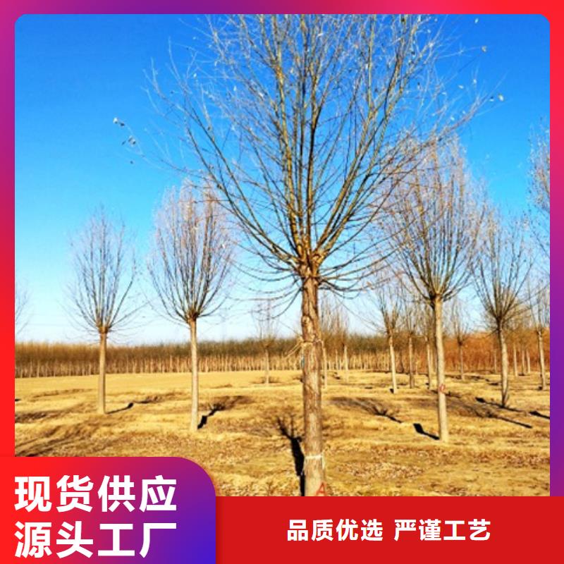 定做柳树的当地厂家