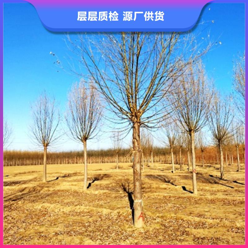 柳树厂家品质优良