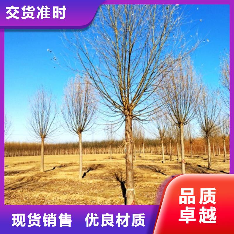 柳树厂家-有口皆碑-全国发货源头厂家供应