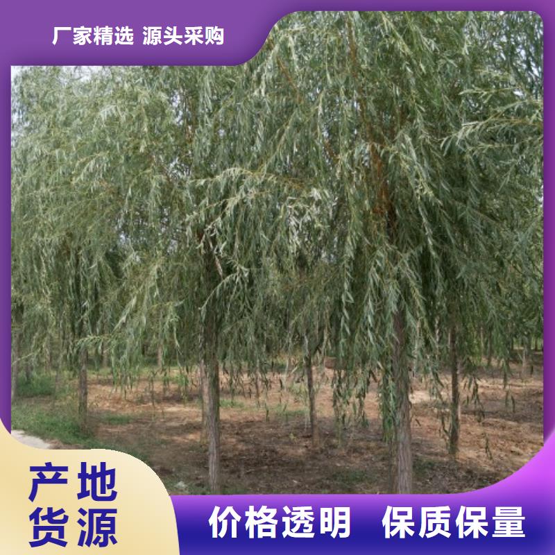 柳树批发-欢迎询价快捷物流