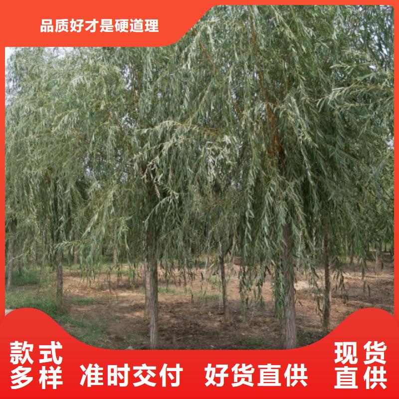 柳树多规格可选择