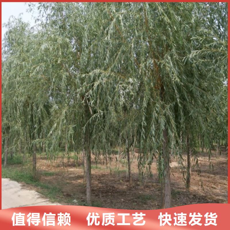 柳树公司-价格
